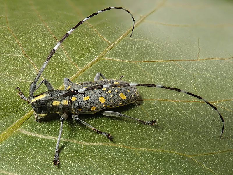 Cerambycidae: Psacothea hilaris